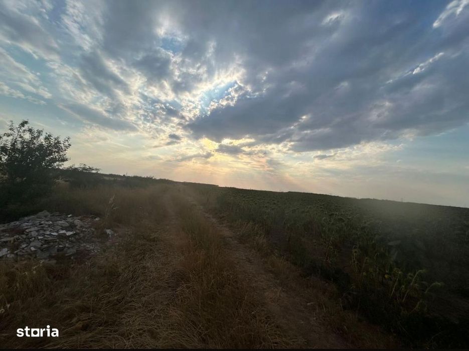 Teren intravilan, 9500 mp, Carcea