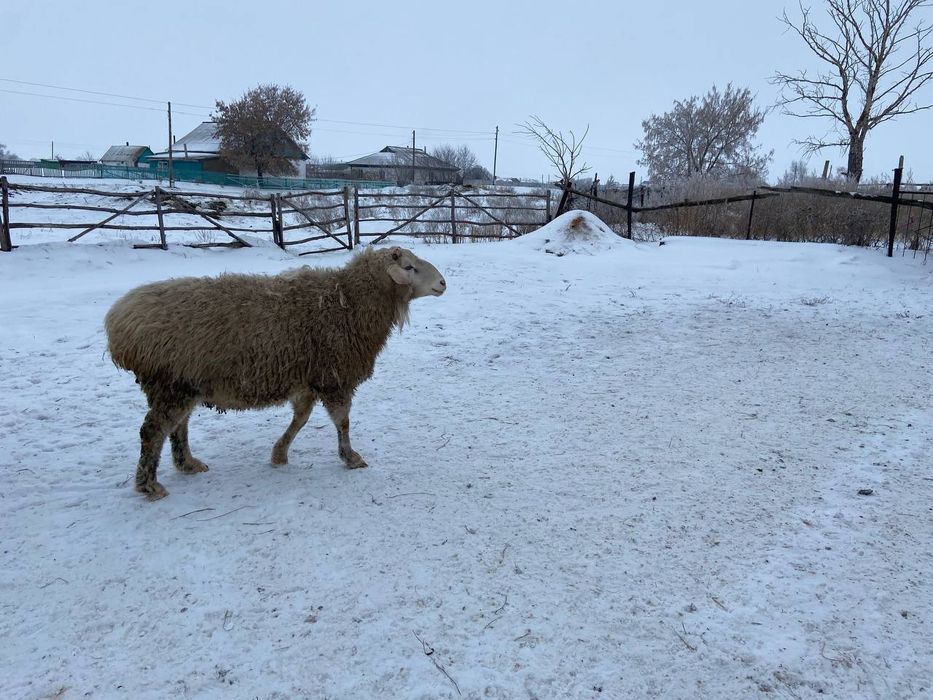 Продаю кошкарика