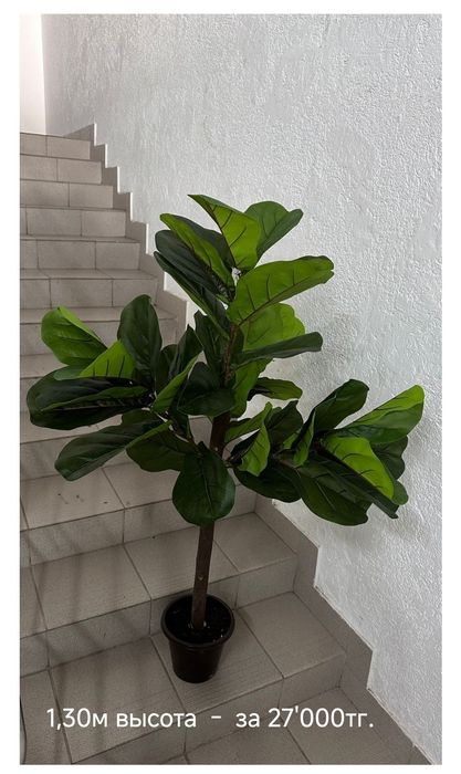 Фикус Лиратта  (Редкость)