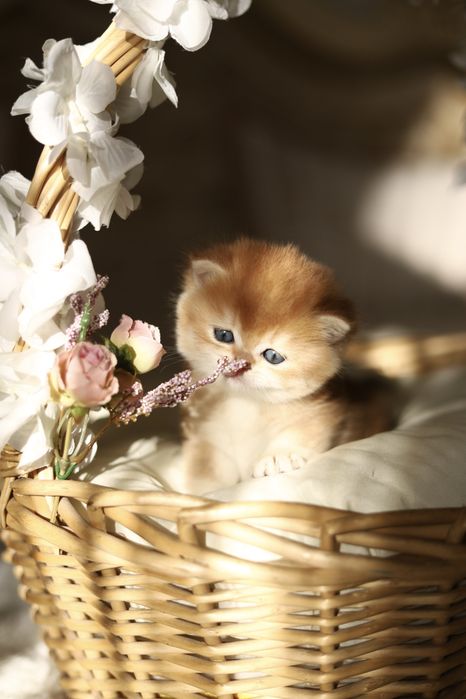 Котенок Золотая Шиншилла