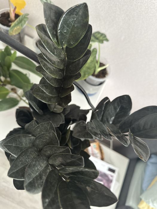 Черный замиакулькос  10000