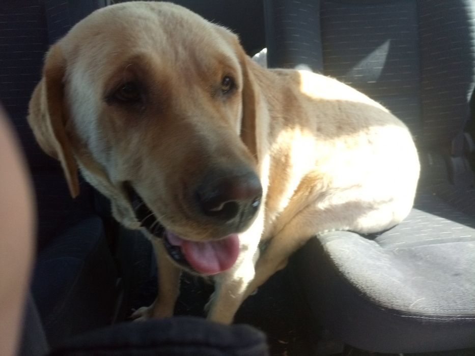 Чистокръвни лабрадори, златни и бежови