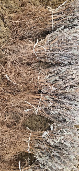 Butasi de lavanda pachet 50 butasi