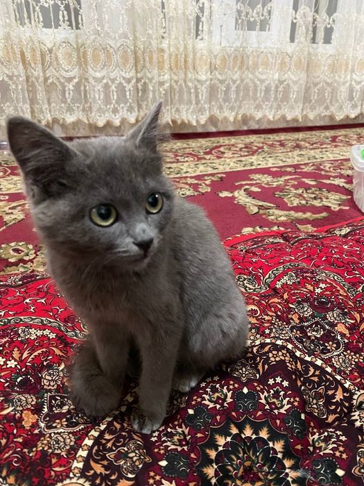 Zotdor ayol 5 oylik latok urgangan