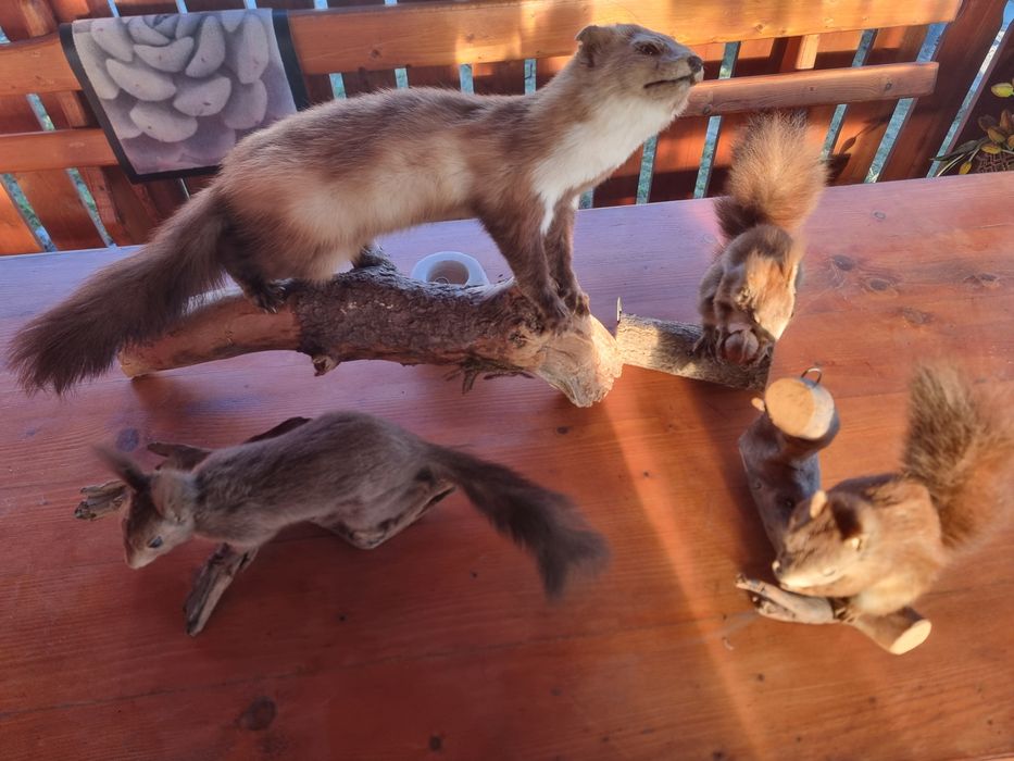 Animale împăiate (naturalizate)