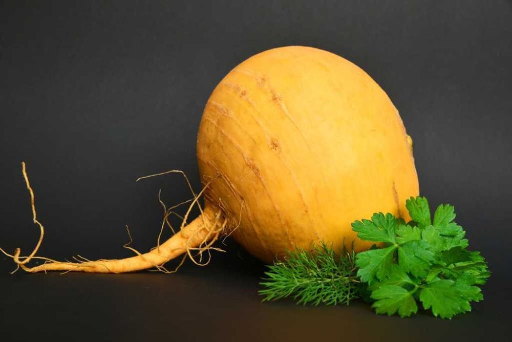 Шолғом уруғи сотилади | Продаются семена репы оптом