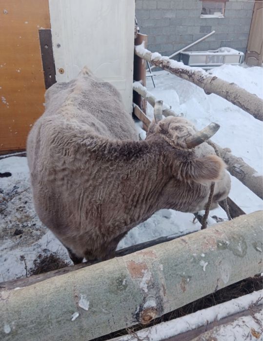 Продается корова