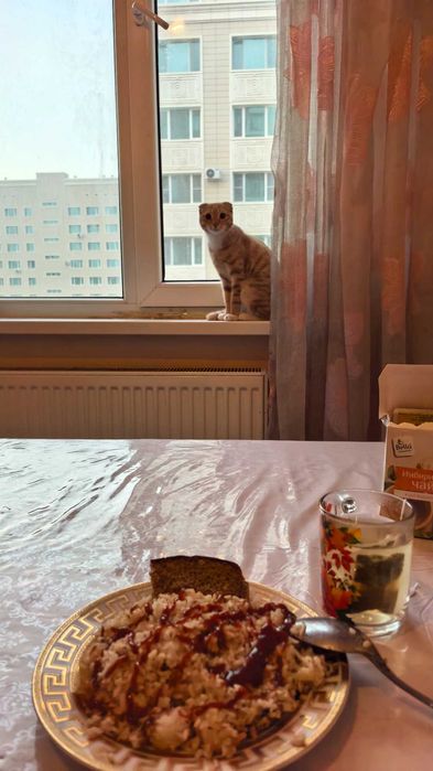 кот 7-8 месяцев вислоухий
