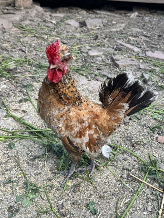 Vand cocosei si gaini pitice