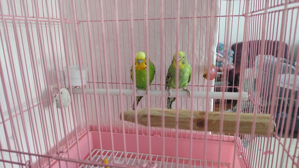 Продам Попугаев Волнистые