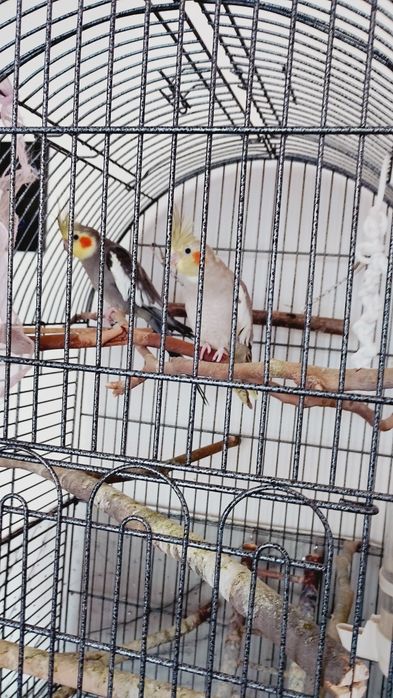 Папагали Корели..