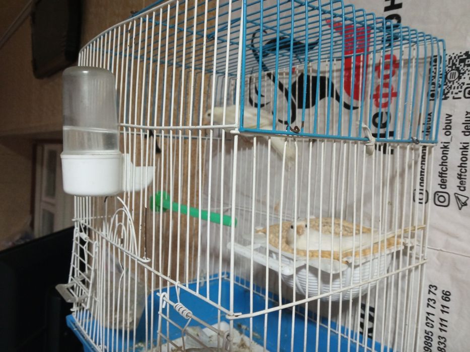 Канарекалар.сотилади