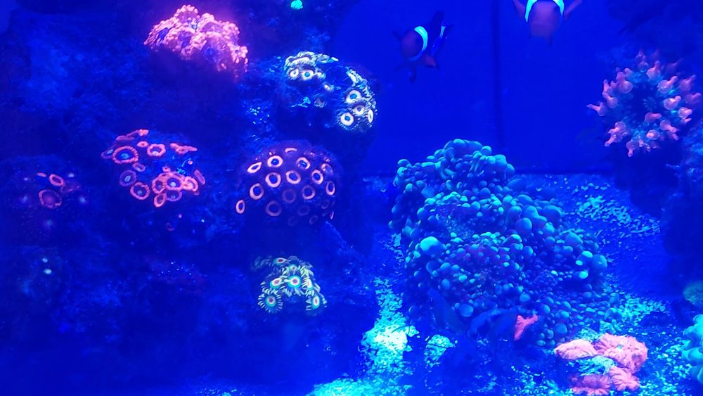 Vand ACVARIU de  Apa Sarata (RECIF-Cca 30 specii de corali)