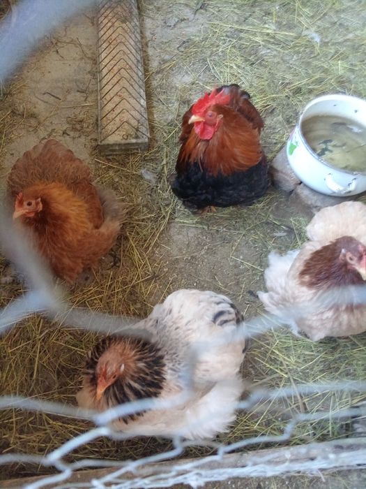 Vând o familiede chochinchin pitic