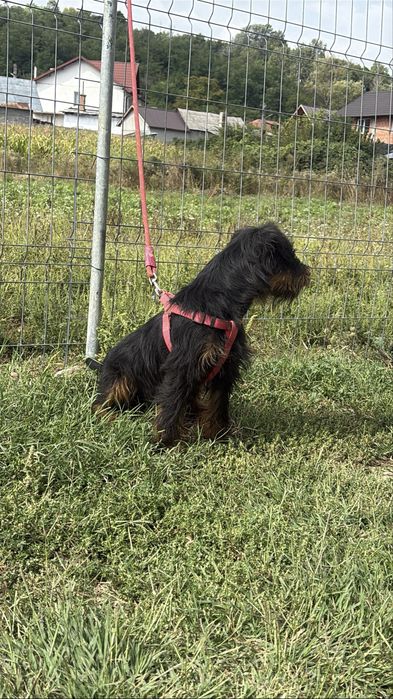 Mascul jagdterrier