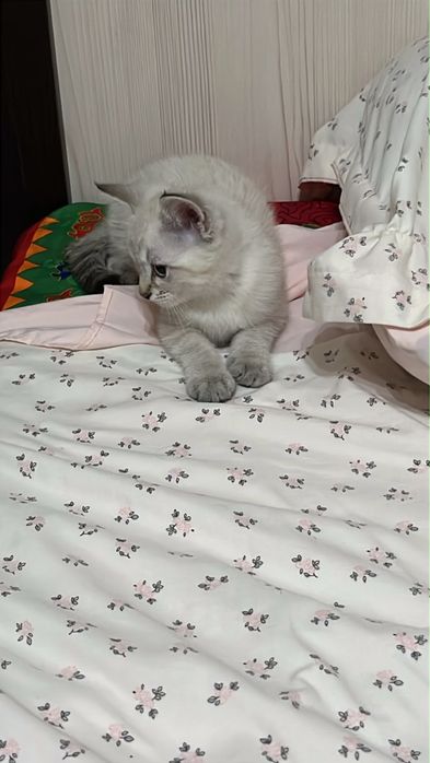 Марғау сатылады скоттиш фолд