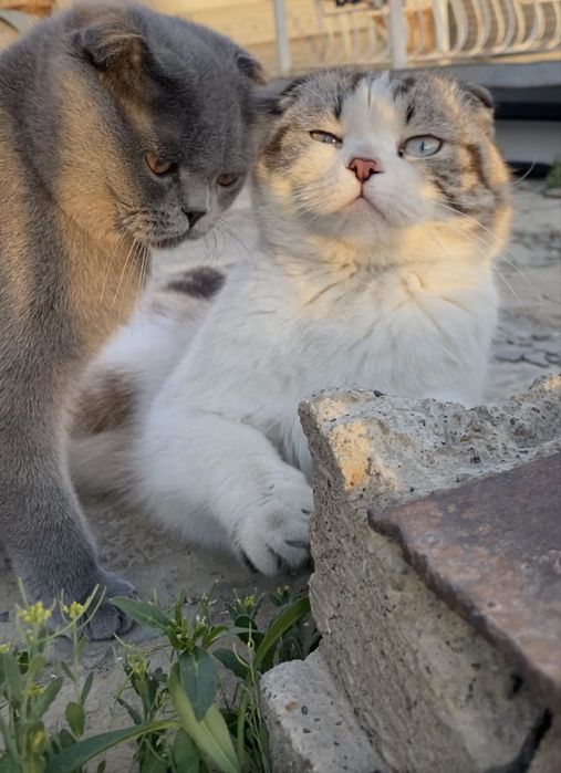 Scottish Fold (oq)