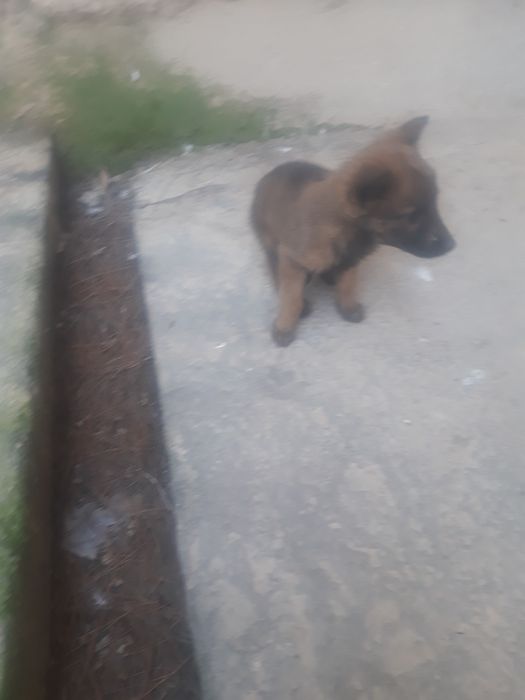 Afcharka beldiyeskiy malinua prodayotsiya ne doroga