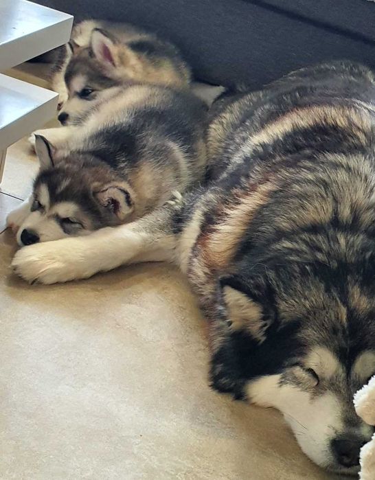 Pui Malamut de Alaska cu Pedigree - calitate exceptionala