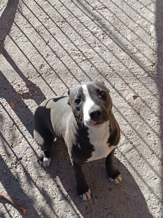 Продам щенка питбуля