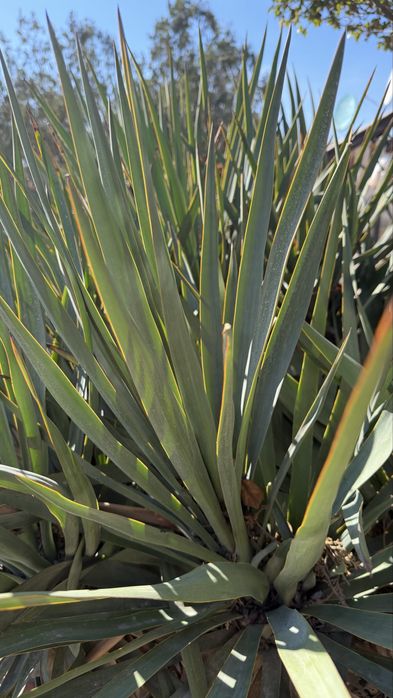 Продам уличные растения ЮККА