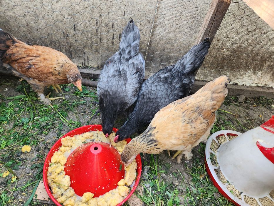 Pui Australorp dar și alte rase de ouă de 2-3 zile sauai mari