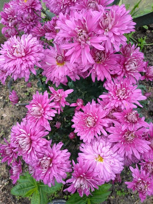 цветы хризантемы и флоксы