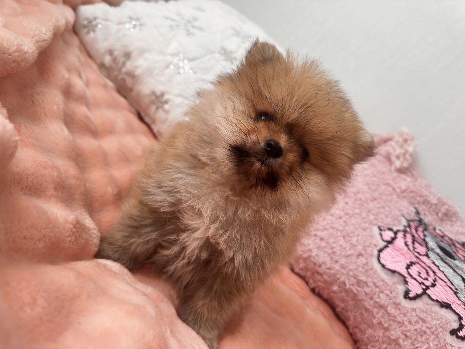 Малышка немецкий шпиц