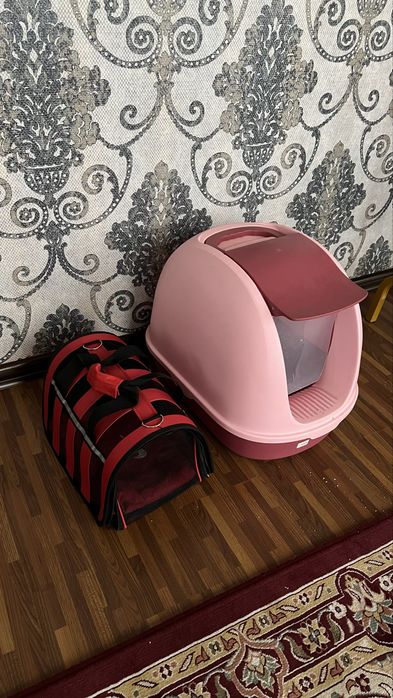 Кошка породы Scottish Fold