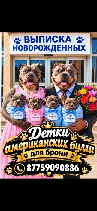 Американские булли детки к брони