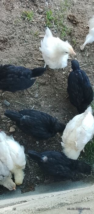 Pui de rasa acept și scimb