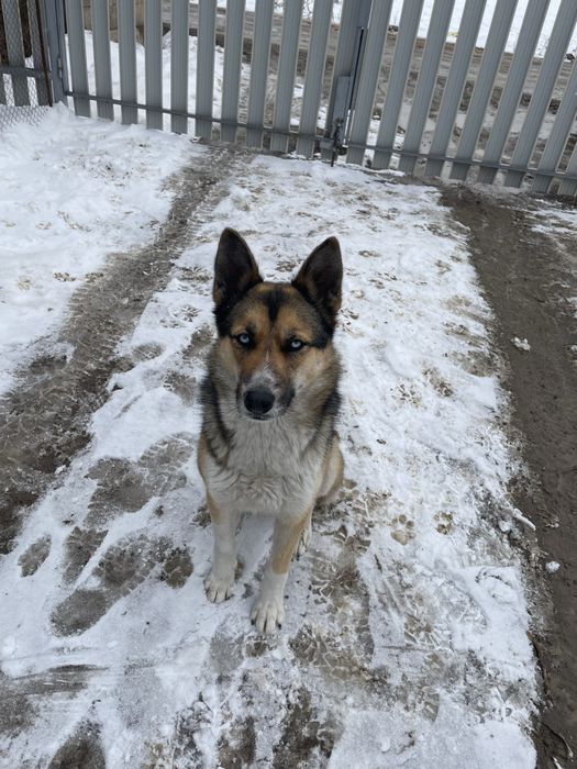 Немецкая овчарка с хаски