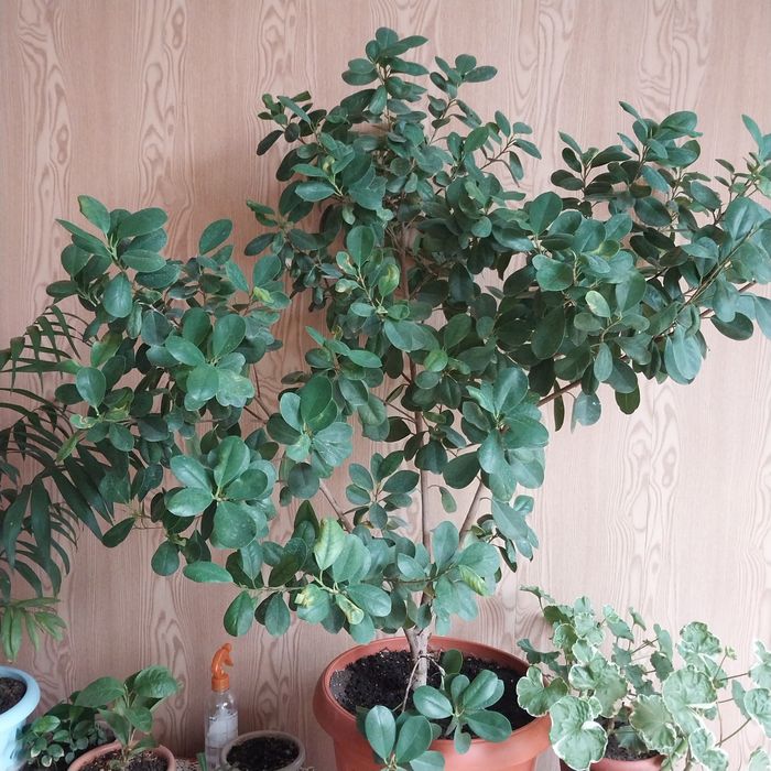 Фикус бенжамина с мелкими лстьями