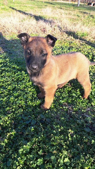 Кученца белгийска овчарка