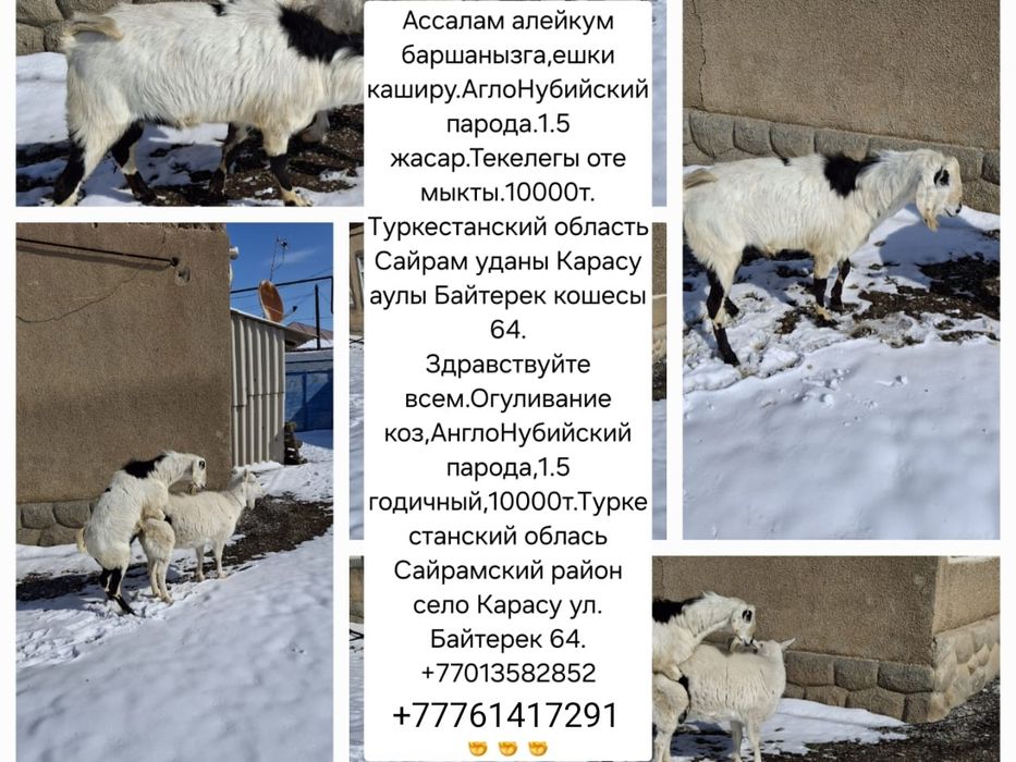 Козёл на огуливание