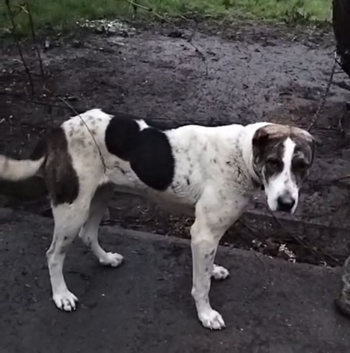 Ит сатылады срочно