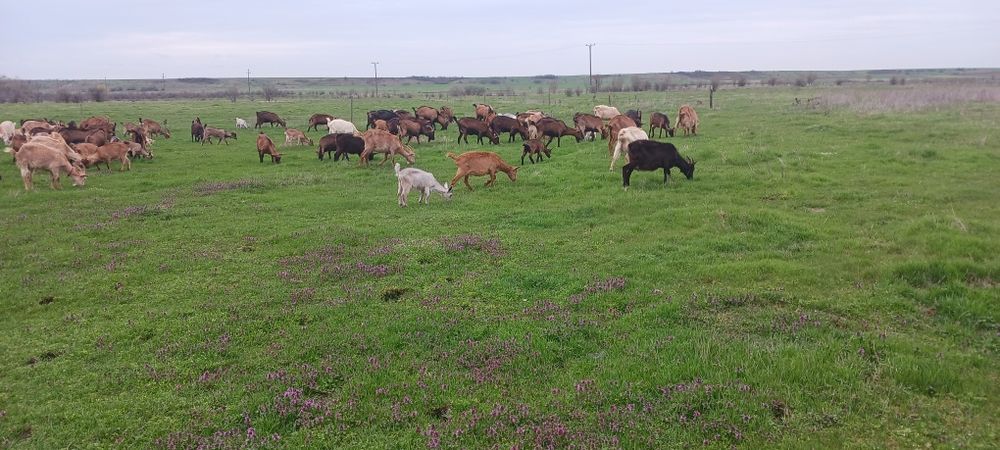 Iezi si iede de vanzare