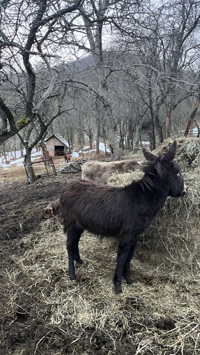 Pui de magar de vanzare