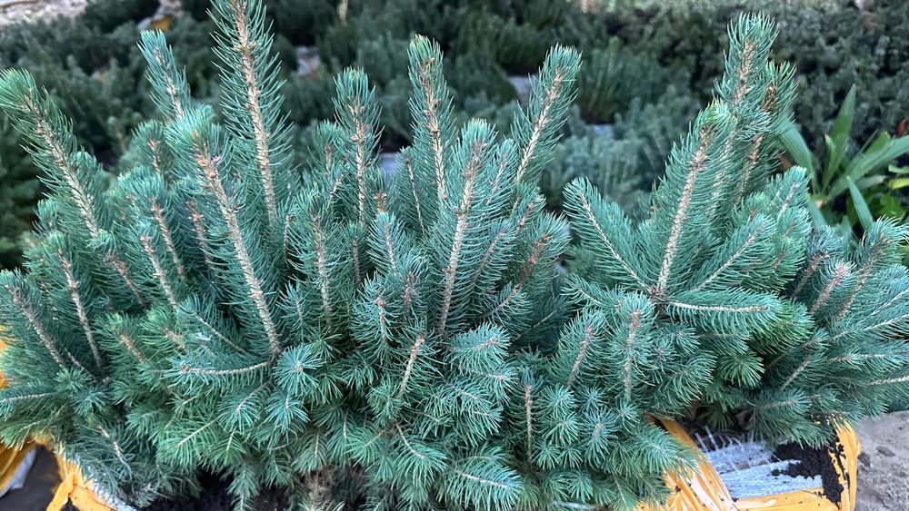 Голубая ель кўчатлари сотилади!