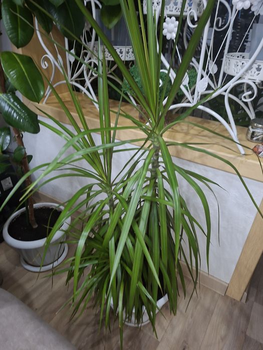 Продам комнатный цветок - Драцена