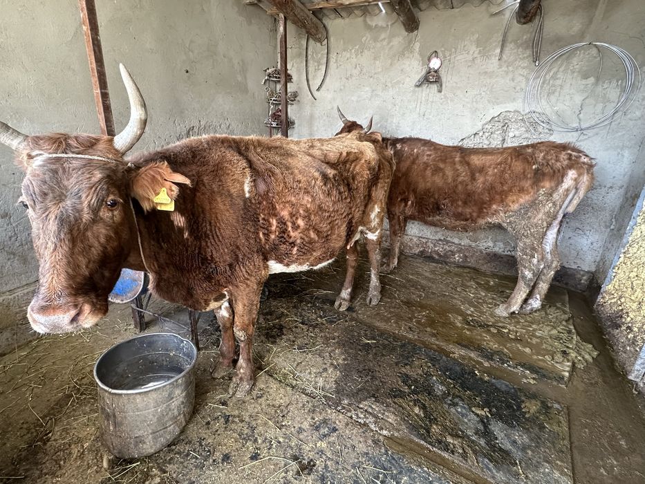 сиырлар сатылады