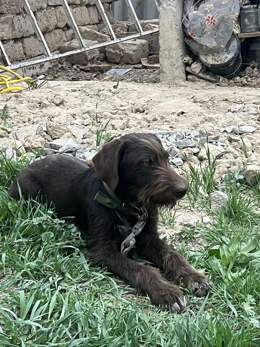 Немецкий дратхаар