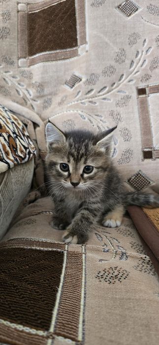 Отдам котят в добрые руки