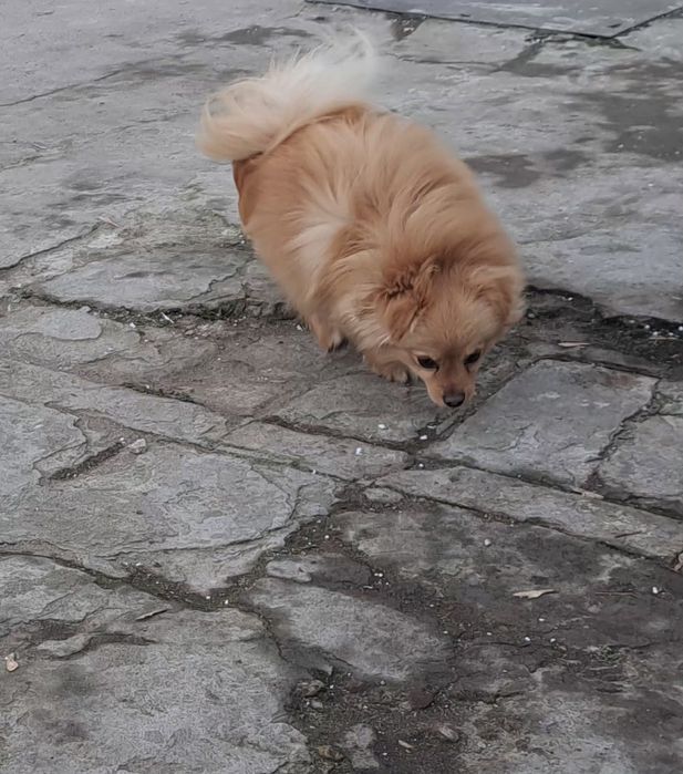 Мъжко куче шпиц-померан на  15  месеца