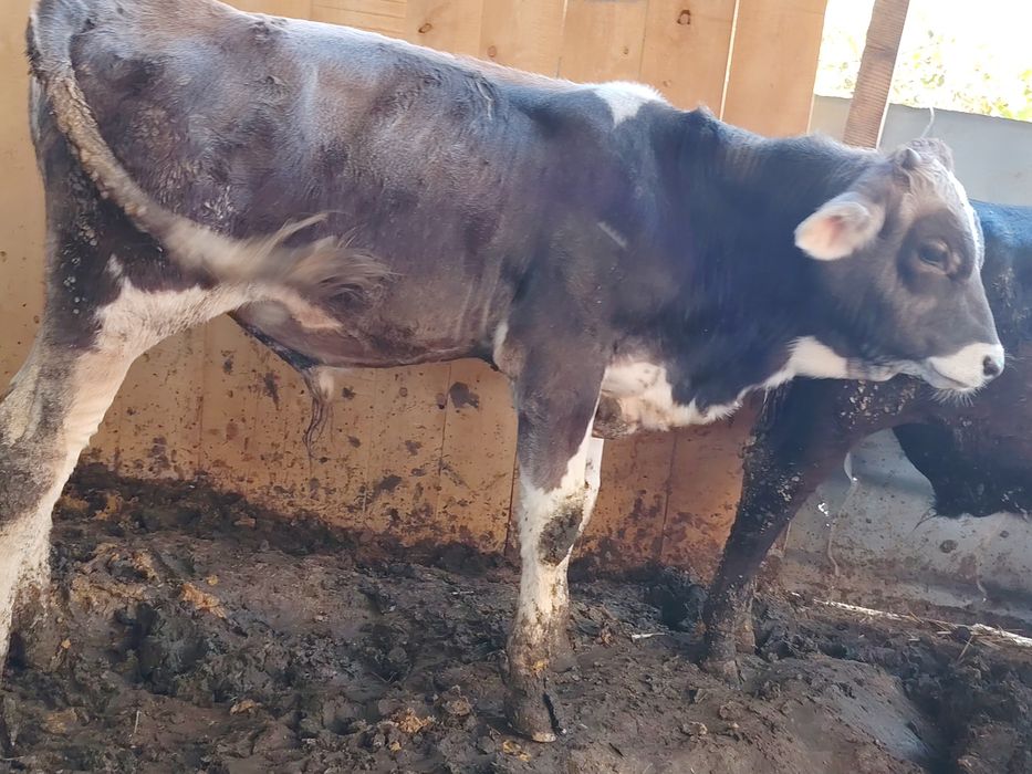 Vând Vițeii înțărcați