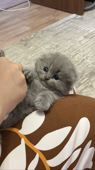 Шотланские котята