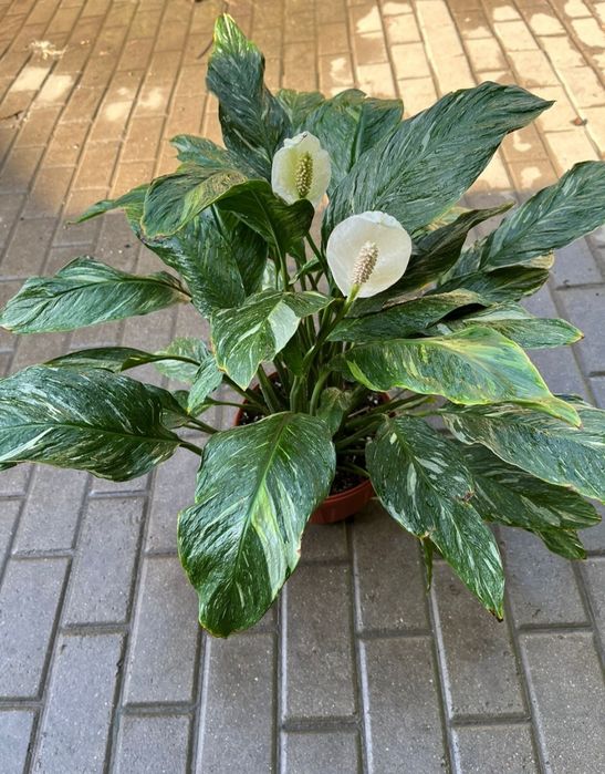 Спатифиллум Даймонд