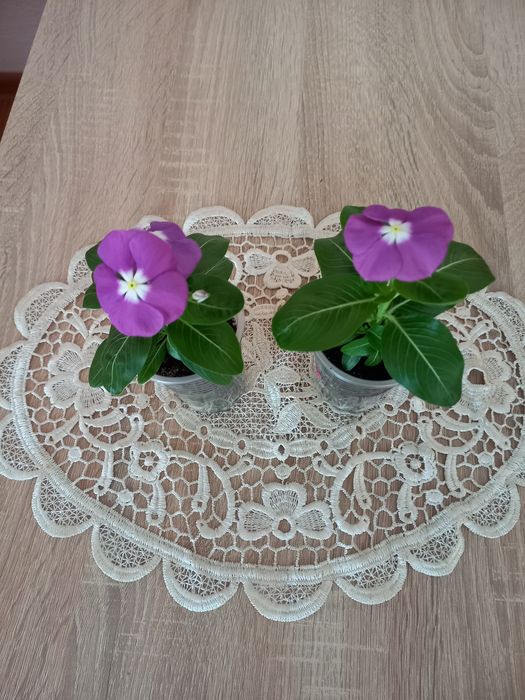 Продам два молодых катарантуса.
