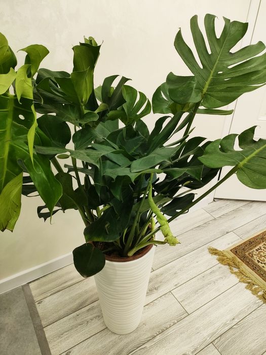 Комнатные растения. доставка