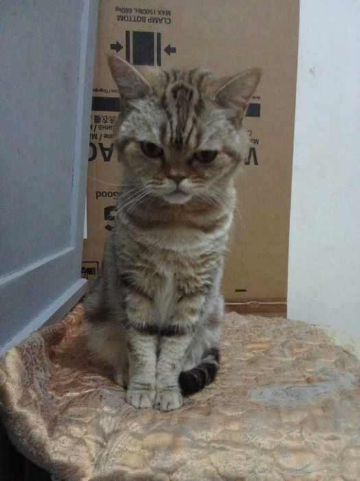 Необычная кошечка ищет дом